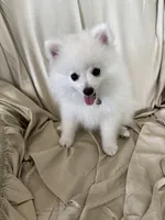 Eli, a male Pomeranian for sale in Cherokee, AL – 1 of 10