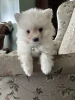 Simon, a male Pomeranian for sale in Cherokee, AL – 6 of 10