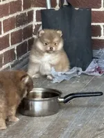 Finn, a male Pomeranian for sale in Cherokee, AL – 7 of 8
