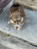 Hershey, a male Pomeranian for sale in Cherokee, AL – 2 of 8