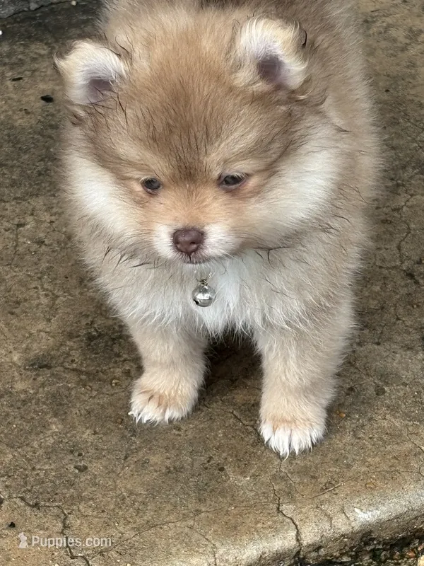 Finn – Pomeranian puppy for sale in Cherokee, AL