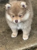 Finn, a male Pomeranian for sale in Cherokee, AL – 1 of 8