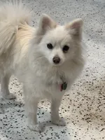 Samson, a male Pomeranian for sale in Cherokee, AL – 9 of 10