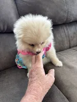 Lola, a female Pomeranian for sale in Cherokee, AL – 7 of 8