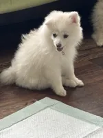Samson, a male Pomeranian for sale in Cherokee, AL – 6 of 7