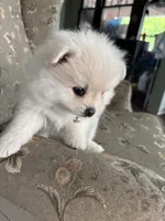 Gideon , a male Pomeranian for sale in Cherokee, AL – 4 of 10