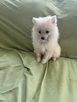 Simon, a male Pomeranian for sale in Cherokee, AL – 3 of 7