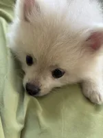 Eli, a male Pomeranian for sale in Cherokee, AL – 6 of 6