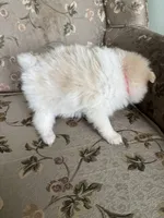 Penelope , a female Pomeranian for sale in Cherokee, AL – 5 of 10