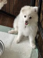 Samson, a male Pomeranian for sale in Cherokee, AL – 3 of 7