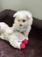 Elle, a female Pomeranian for sale in Cherokee, AL – 10 of 10