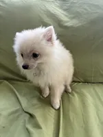 Simon, a male Pomeranian for sale in Cherokee, AL – 6 of 7
