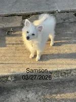 Samson, a male Pomeranian for sale in Cherokee, AL – 4 of 10