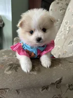 Penelope , a female Pomeranian for sale in Cherokee, AL – 3 of 10