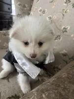 Samson, a male Pomeranian for sale in Cherokee, AL – 4 of 10