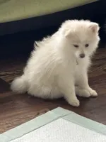 Samson, a male Pomeranian for sale in Cherokee, AL – 4 of 7