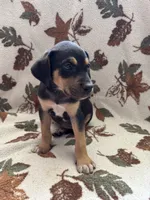 Female 1, a female Catahoula Leopard Dog for sale in Arlington, WA – 2 of 2