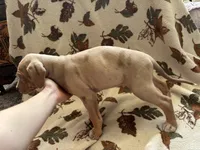 Male 2, a male Catahoula Leopard Dog for sale in Arlington, WA – 2 of 2