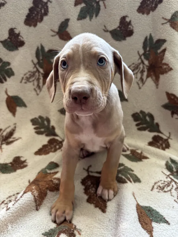 Male 2 – Catahoula Leopard Dog puppy for sale in Arlington, WA