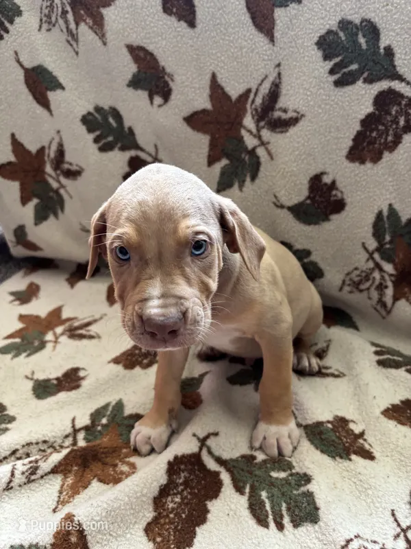 Male 3 – Catahoula Leopard Dog puppy for sale in Arlington, WA