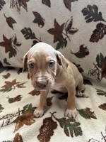Male 3, a male Catahoula Leopard Dog for sale in Arlington, WA – 1 of 1