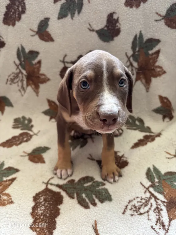 Female 2 – Catahoula Leopard Dog puppy for sale in Arlington, WA