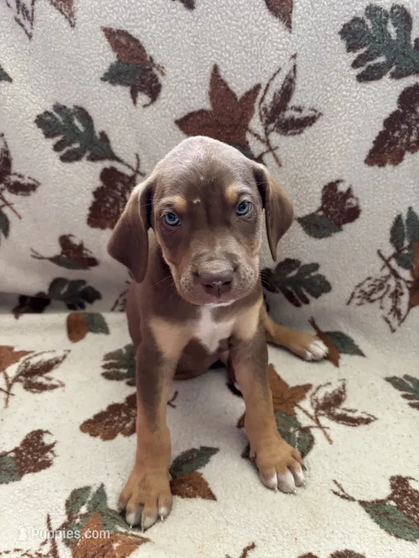 Male  – Catahoula Leopard Dog puppy for sale in Arlington, WA