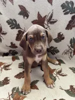 Male , a male Catahoula Leopard Dog for sale in Arlington, WA – 1 of 1