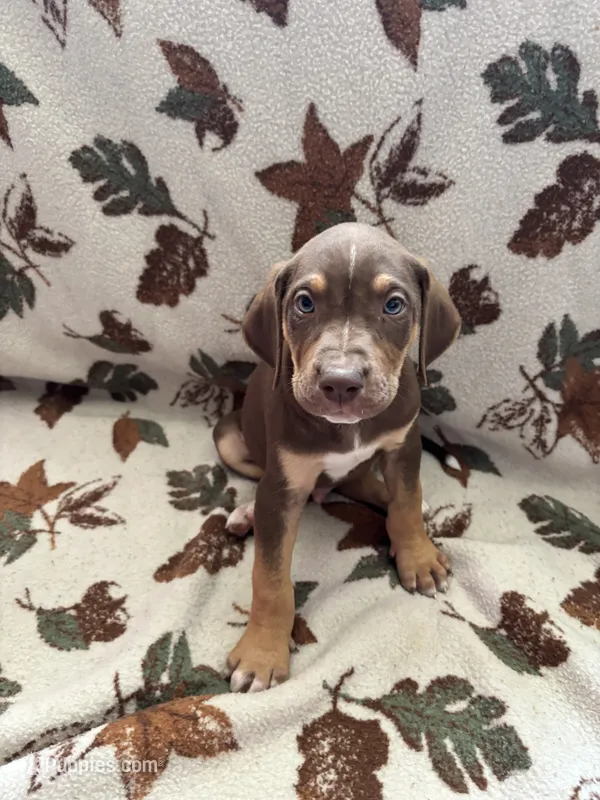 Male 4 – Catahoula Leopard Dog puppy for sale in Arlington, WA