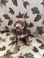 Male 4, a male Catahoula Leopard Dog for sale in Arlington, WA – 2 of 2