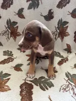 Female 2, a female Catahoula Leopard Dog for sale in Arlington, WA – 2 of 2