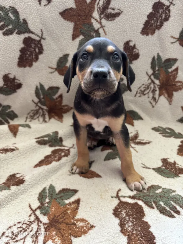 Female 1 – Catahoula Leopard Dog puppy for sale in Arlington, WA