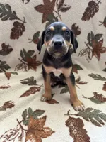 Female 1, a female Catahoula Leopard Dog for sale in Arlington, WA – 1 of 2