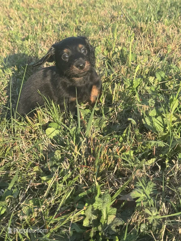 Kodiak – Miniature Dachshund puppy for sale in Chatsworth, GA