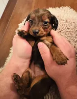 Girl 2, a female Miniature Dachshund for sale in Chatsworth, GA – Photo 2 of 2