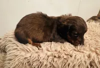 Girl 2, a female Miniature Dachshund for sale in Chatsworth, GA – Photo 1 of 2