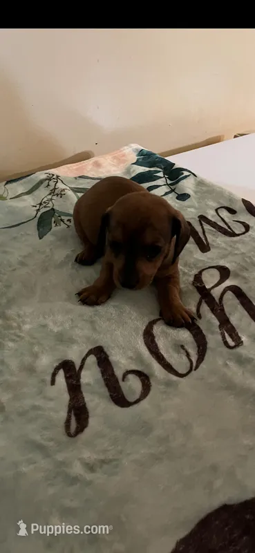 Red male – Miniature Dachshund puppy for sale in Chatsworth, GA