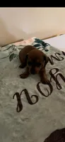 Red male, a male Miniature Dachshund for sale in Chatsworth, GA – Photo 1 of 2