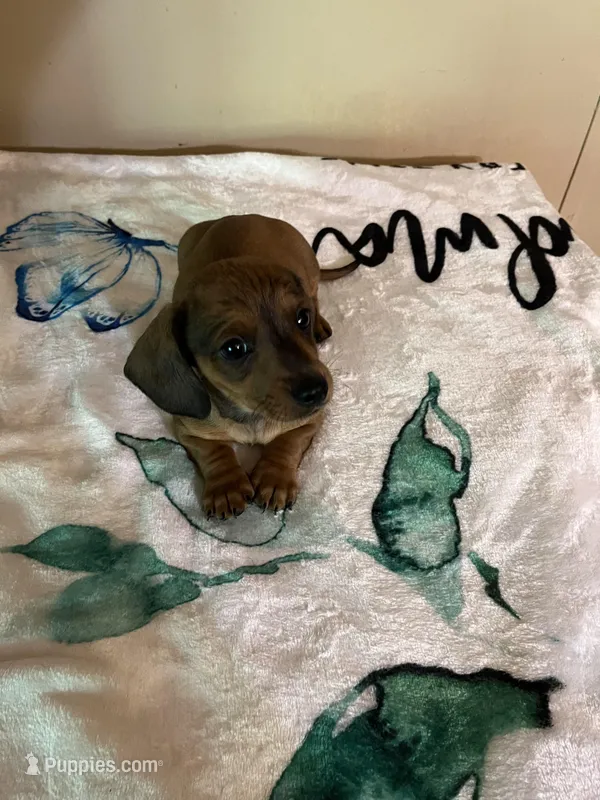 Red male – Miniature Dachshund puppy on hold in Chatsworth, GA