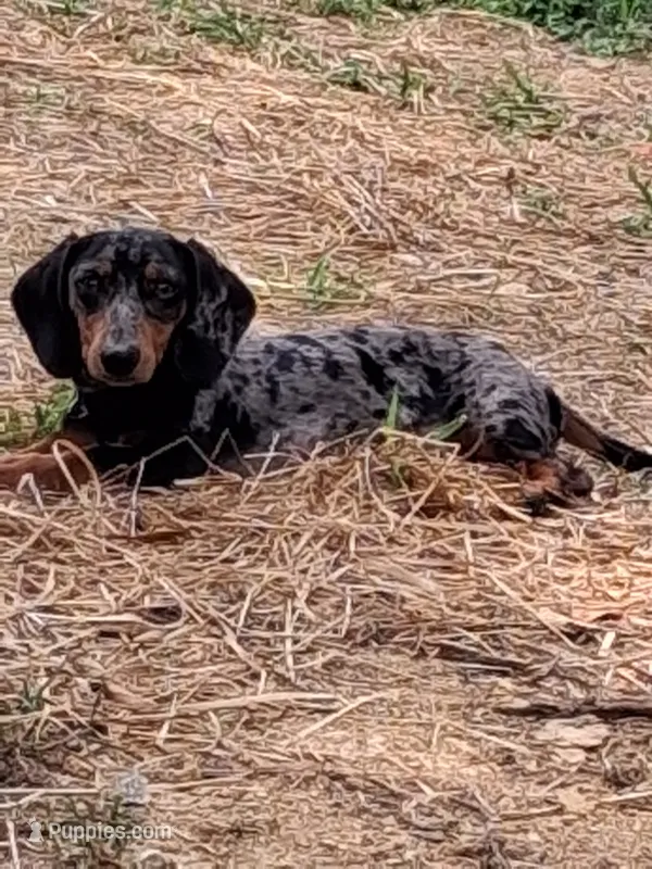 Bosco – Miniature Dachshund puppy for sale in Chatsworth, GA