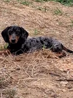 Bosco, a male Miniature Dachshund for sale in Chatsworth, GA – 1 of 1