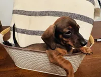 Dolly, a female Miniature Dachshund for sale in Chatsworth, GA – Photo 2 of 6