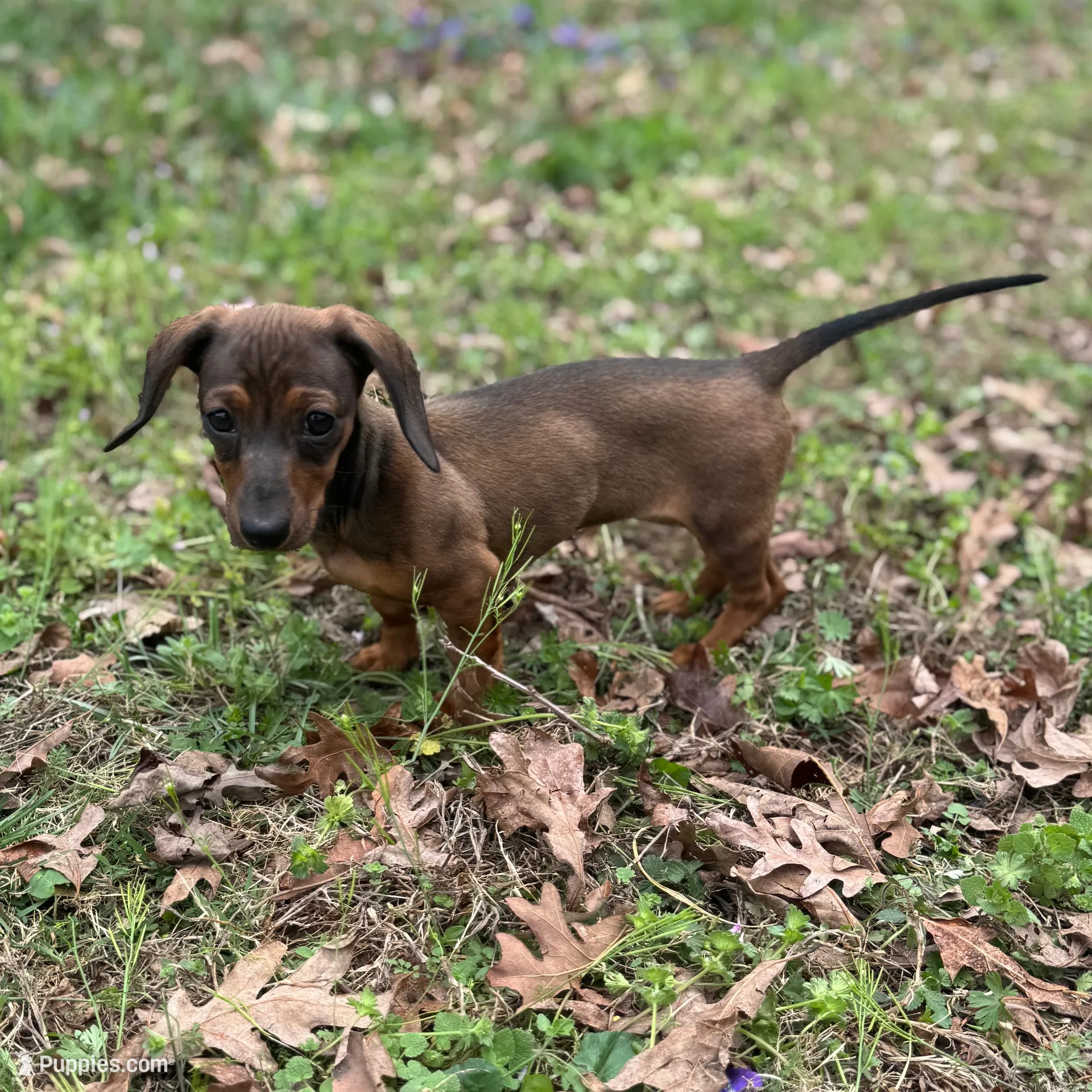 Dolly – Miniature Dachshund puppy for sale in Chatsworth, GA