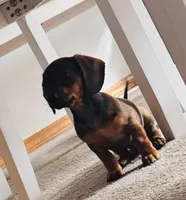 Dolly, a female Miniature Dachshund for sale in Chatsworth, GA – Photo 1 of 6