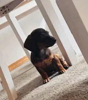 Dolly, a female Miniature Dachshund for sale in Chatsworth, GA – Photo 3 of 6