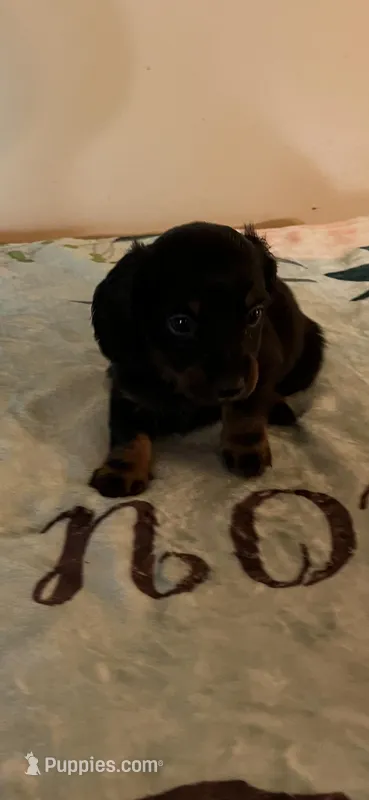 Black male – Miniature Dachshund puppy for sale in Chatsworth, GA