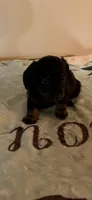 Black male, a male Miniature Dachshund for sale in Chatsworth, GA – Photo 1 of 2