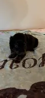 Black male, a male Miniature Dachshund for sale in Chatsworth, GA – Photo 2 of 2
