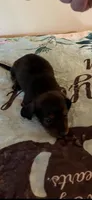 Shaded red male, a male Miniature Dachshund for sale in Chatsworth, GA – Photo 2 of 2