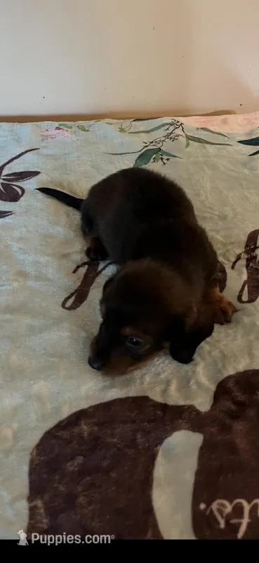 Shaded red male – Miniature Dachshund puppy for sale in Chatsworth, GA